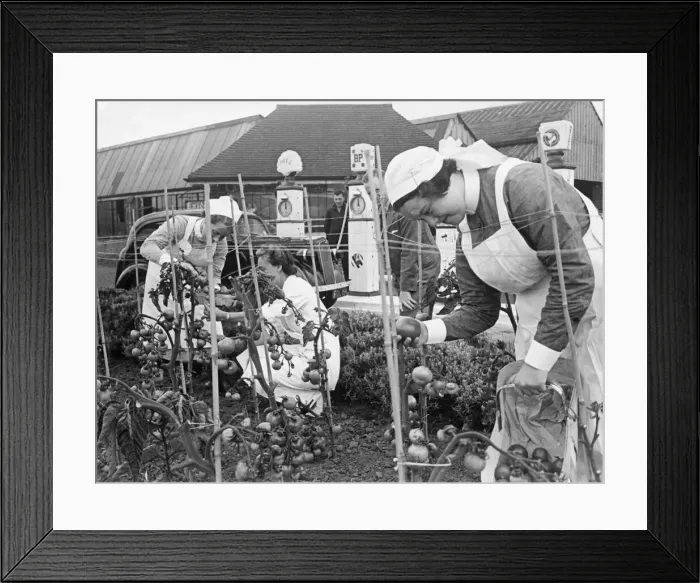 Framed Print : Women and nurses picking tomatoes in the garden of a petrol filling station