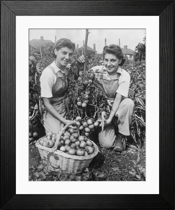 Framed Print : Twin sisters Joyce and Olive Allen, members of the Land Army Framed Print : Twin sisters Joyce and Olive Allen, members of the Land Army
