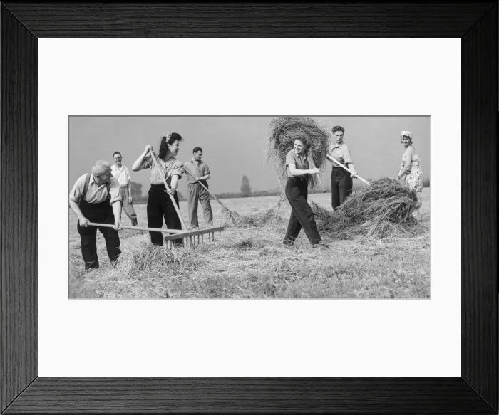 Framed Print : Land army girls gathering the hay in the fields during World War Two June 1943