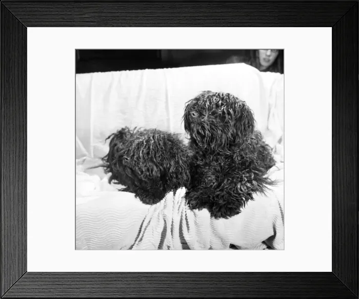 Framed Print : You are looking at two Pulis - Hungarian sheepdogs who will be making an appearance Framed Print : You are looking at two Pulis - Hungarian sheepdogs who will be making an appearance