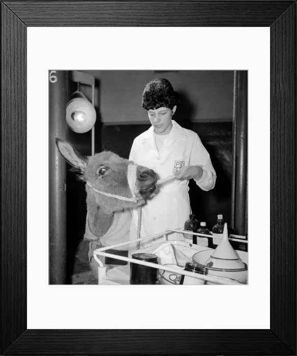 Framed Print : Bridie the donkey takes her flu medicine from Linda Williams at the PDSA in Woodford Framed Print : Bridie the donkey takes her flu medicine from Linda Williams at the PDSA in Woodford