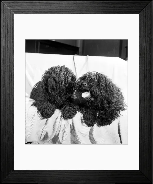 Framed Print : You are looking at two Pulis - Hungarian sheepdogs who will be making an appearance Framed Print : You are looking at two Pulis - Hungarian sheepdogs who will be making an appearance