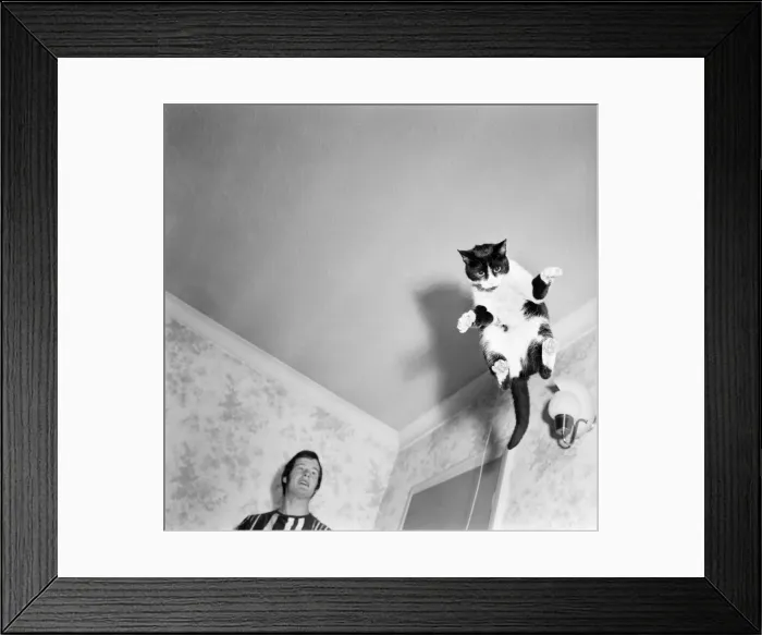 Framed Print : Roger the troublesome cat burglar: Roger cases a job- jumps up upon the door