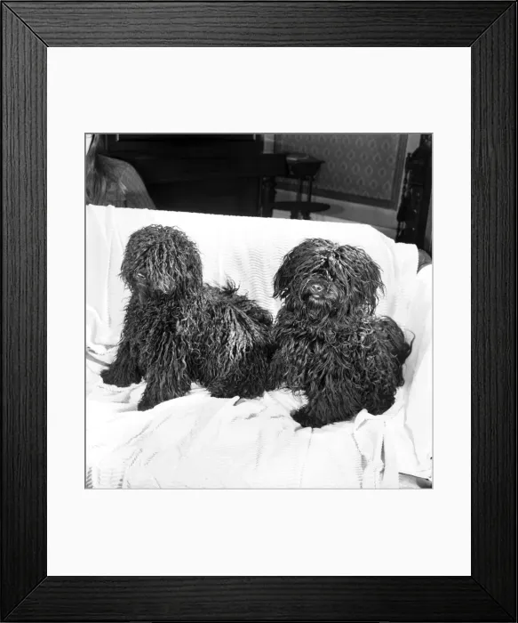 Framed Print : You are looking at two Pulis - Hungarian sheepdogs who will be making an appearance Framed Print : You are looking at two Pulis - Hungarian sheepdogs who will be making an appearance