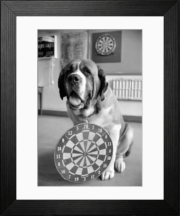 Framed Print : Sixteen stone St. Bernard dog Sebastian with his ownwe wearing a full size dart board Framed Print : Sixteen stone St. Bernard dog Sebastian with his ownwe wearing a full size dart board