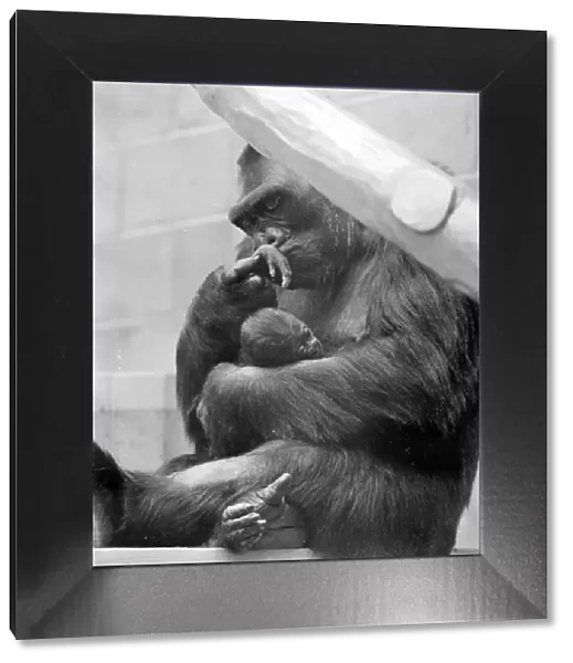 Gorilla and her baby at Bristol Zoo May 1977 77-2590-012