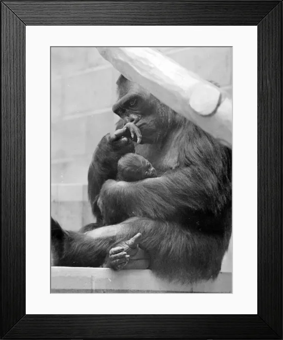 Framed Print : Gorilla and her baby at Bristol Zoo May 1977 77-2590-012 Framed Print : Gorilla and her baby at Bristol Zoo May 1977 77-2590-012