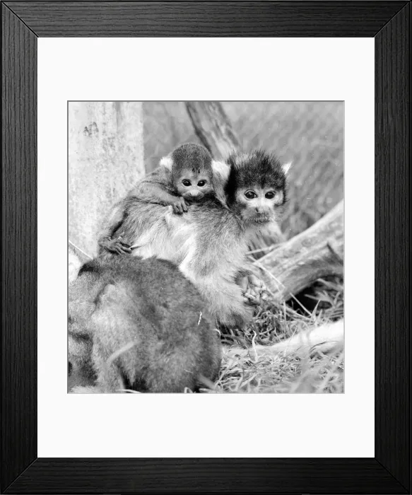 Framed Print : 12 day old squirrel monkey at the gatwicg garden Aviary at Charlwood, Surrey Framed Print : 12 day old squirrel monkey at the gatwicg garden Aviary at Charlwood, Surrey