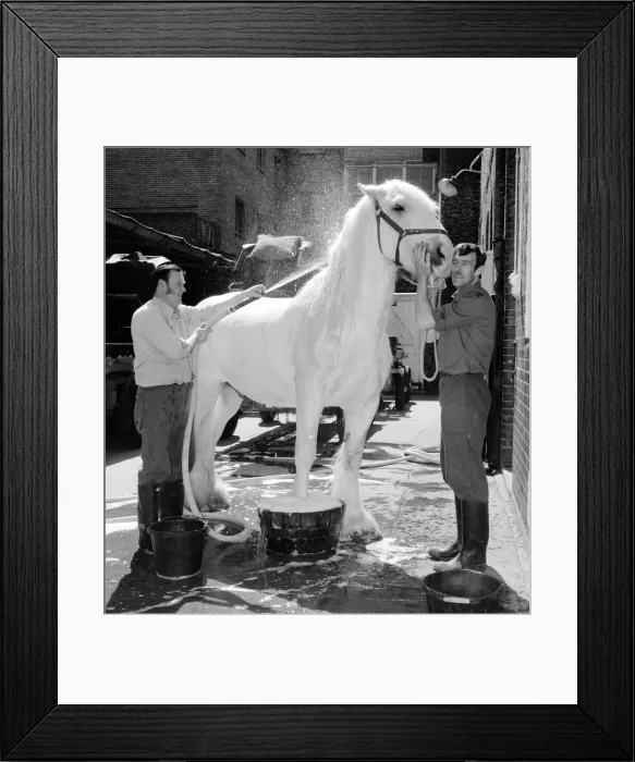 Framed Print : Horsa the horse having his beauty treatment before taking part in Quenn Elizabeth II Framed Print : Horsa the horse having his beauty treatment before taking part in Quenn Elizabeth II