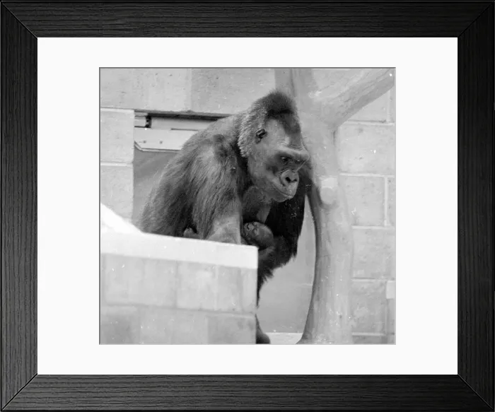 Framed Print : Gorilla and her baby at Bristol Zoo May 1977 77-2590-020