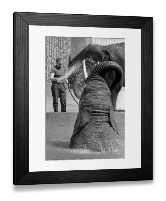 Framed Print : Tony Hennesy, one of the London Zoo Elephant House keepers Framed Print : Tony Hennesy, one of the London Zoo Elephant House keepers