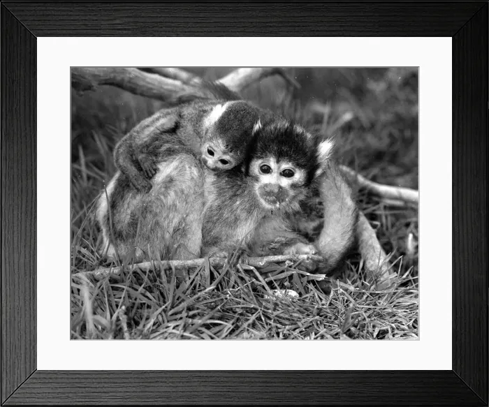 Framed Print : 12 day old squirrel monkey at the gatwicg garden Aviary at Charlwood, Surrey Framed Print : 12 day old squirrel monkey at the gatwicg garden Aviary at Charlwood, Surrey