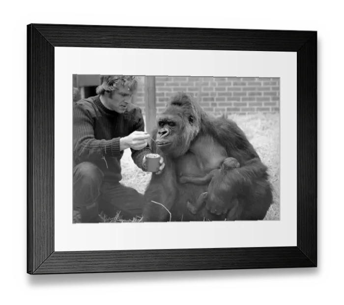 Framed Print : Baby Doll, a gorilla at Howlett Park Zoo in Littleborne with new born baby Kisoro being