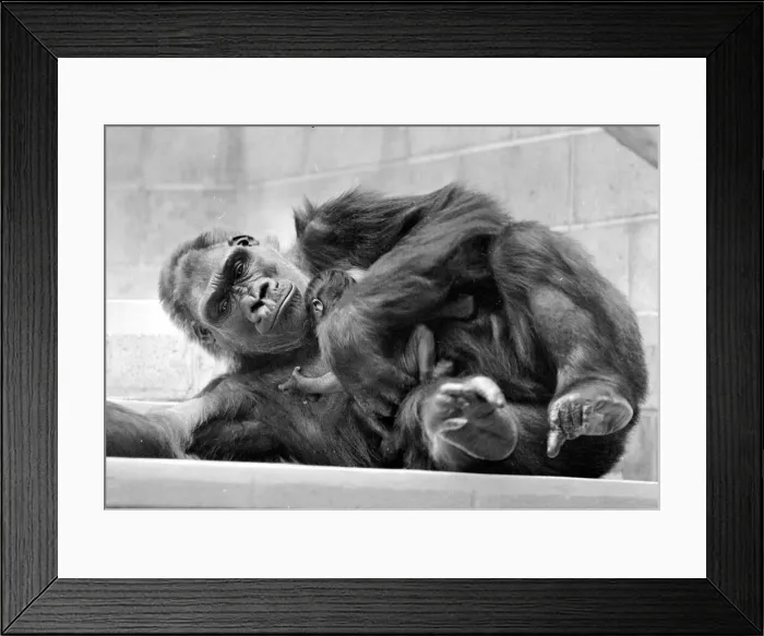 Framed Print : Gorilla and her baby at Bristol Zoo May 1977 77-2590-010 Framed Print : Gorilla and her baby at Bristol Zoo May 1977 77-2590-010