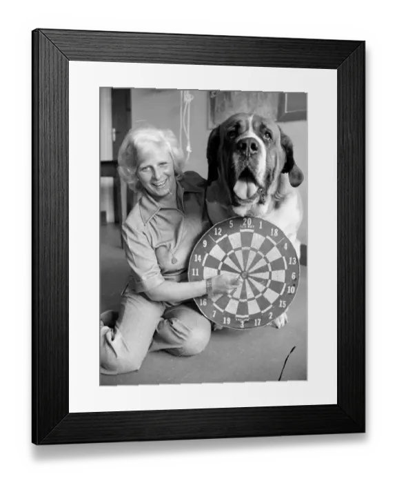 Framed Print : Sixteen stone St. Bernard dog Sebastian with his ownwe wearing a full size dart board Framed Print : Sixteen stone St. Bernard dog Sebastian with his ownwe wearing a full size dart board
