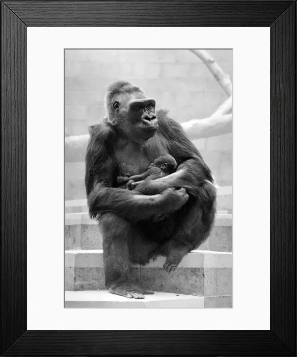 Framed Print : Gorilla and her baby at Bristol Zoo May 1977 77-2590-013