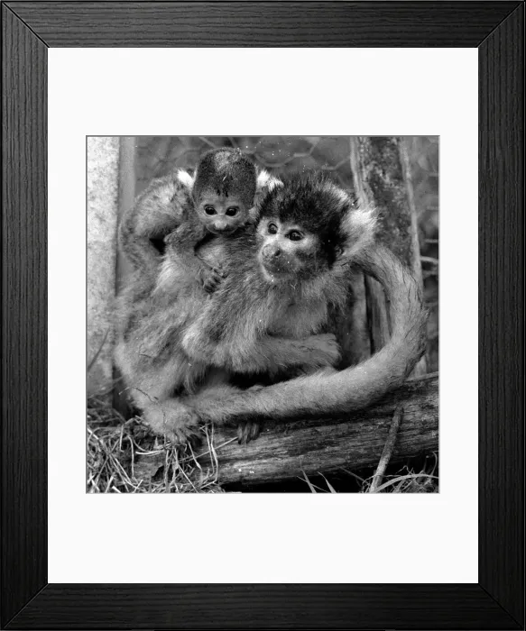 Framed Print : 12 day old squirrel monkey at the gatwicg garden Aviary at Charlwood, Surrey Framed Print : 12 day old squirrel monkey at the gatwicg garden Aviary at Charlwood, Surrey