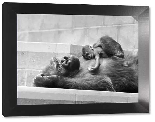 Gorilla and her baby at Bristol Zoo May 1977 77-2590-016