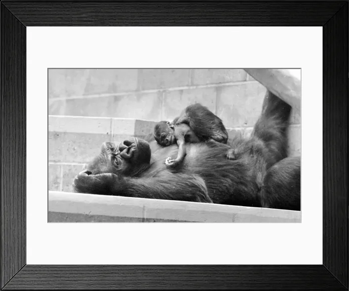 Framed Print : Gorilla and her baby at Bristol Zoo May 1977 77-2590-016