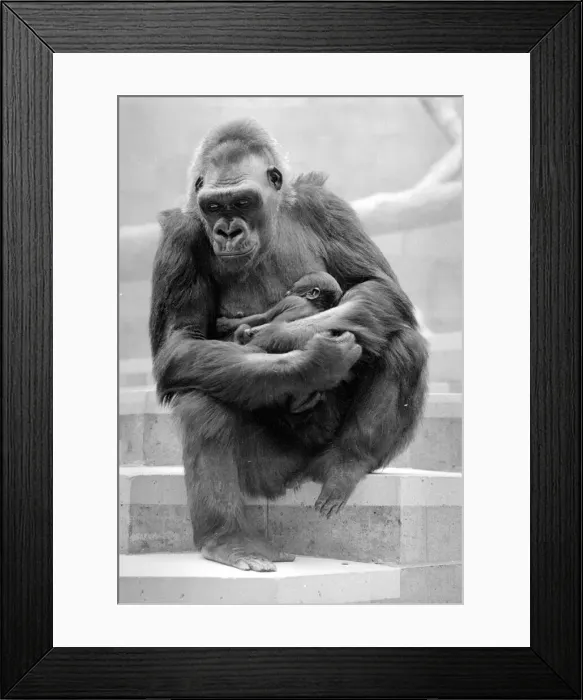 Framed Print : Gorilla and her baby at Bristol Zoo May 1977 77-2590-014 Framed Print : Gorilla and her baby at Bristol Zoo May 1977 77-2590-014