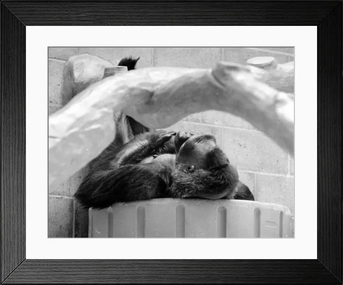 Framed Print : Gorilla and her baby at Bristol Zoo May 1977 77-2590-006 Framed Print : Gorilla and her baby at Bristol Zoo May 1977 77-2590-006