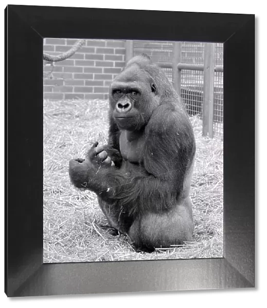 Baby Doll, a gorilla at Howlett Park Zoo in Littleborne May 1977 77-3057-007