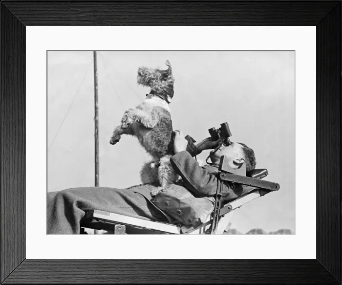 Framed Print : Scamp a rough haired terrier has attached himself to a Midlands A. A Unit Framed Print : Scamp a rough haired terrier has attached himself to a Midlands A. A Unit