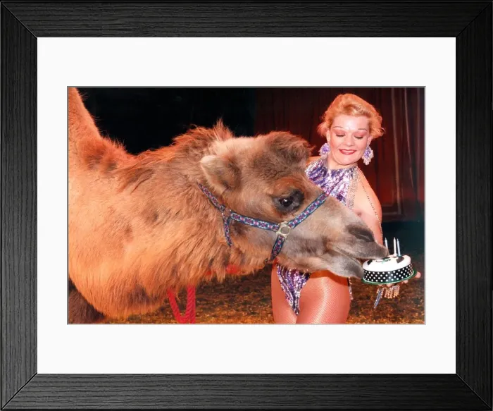 Framed Print : Winston the camel, on his fifth birthday, from the Russian State Circus with trapeze