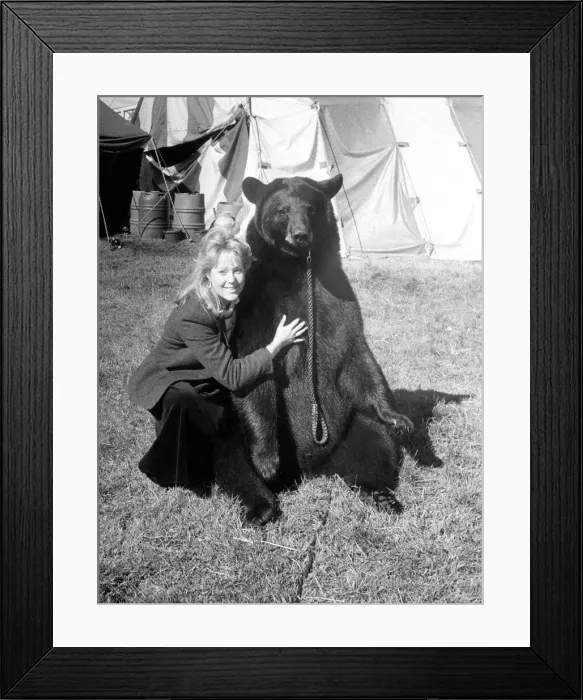 Framed Print : Gentle giant Odin the bear Framed Print : Gentle giant Odin the bear