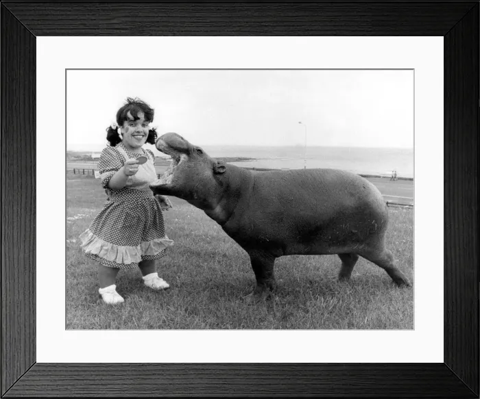 Framed Print : Small meets small in Tynemouth when circus performer Linda Ferry Framed Print : Small meets small in Tynemouth when circus performer Linda Ferry