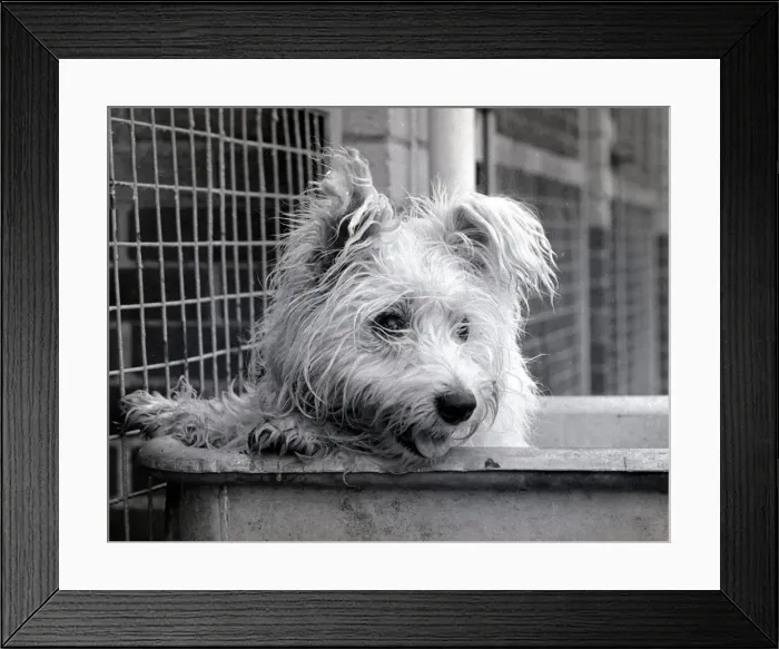 Framed Print : Abandoned West highland white terrier Cindy at Lundt- Smith kennels in Elstree Framed Print : Abandoned West highland white terrier Cindy at Lundt- Smith kennels in Elstree
