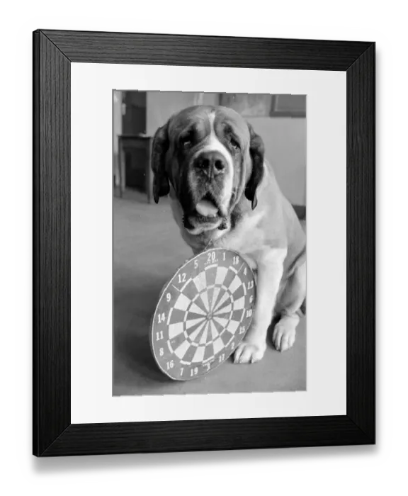 Framed Print : Sixteen stone St. Bernard dog Sebastian with his ownwe wearing a full size dart board Framed Print : Sixteen stone St. Bernard dog Sebastian with his ownwe wearing a full size dart board