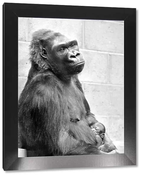 Gorilla and her baby at Bristol Zoo May 1977 77-2590-003