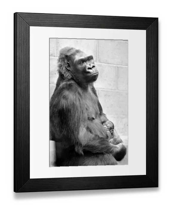 Framed Print : Gorilla and her baby at Bristol Zoo May 1977 77-2590-003