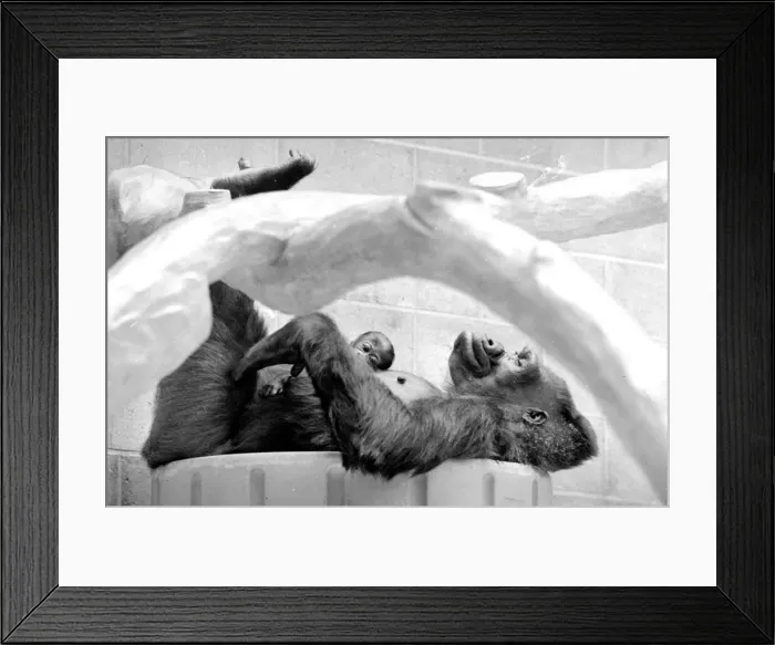 Framed Print : Gorilla and her baby at Bristol Zoo May 1977 77-2590-007