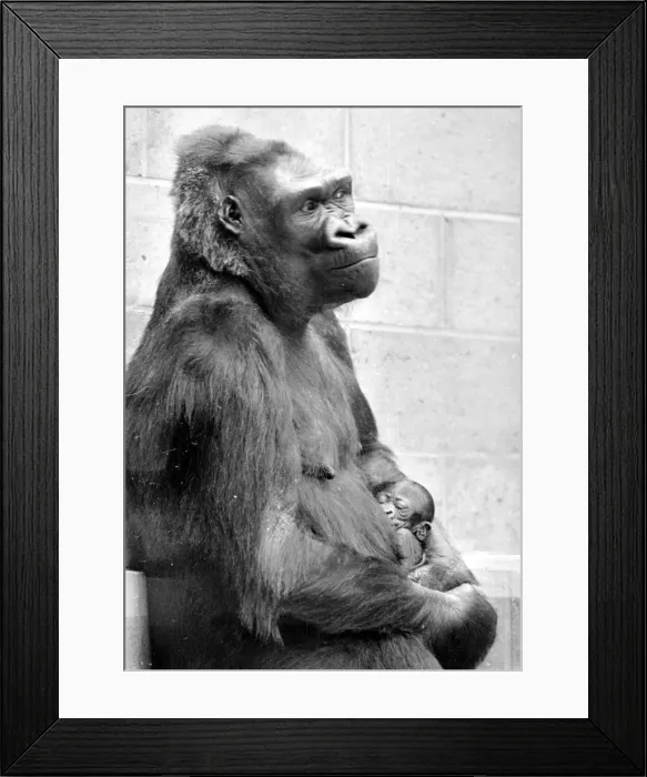 Framed Print : Gorilla and her baby at Bristol Zoo May 1977 77-2590-004