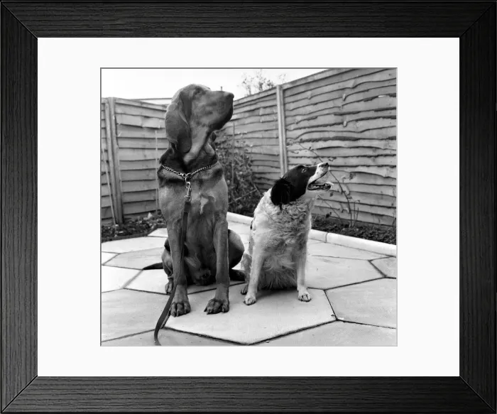 Framed Print : Brutes'the blood hound and Mandy'the Mongrel dog Framed Print : Brutes'the blood hound and Mandy'the Mongrel dog