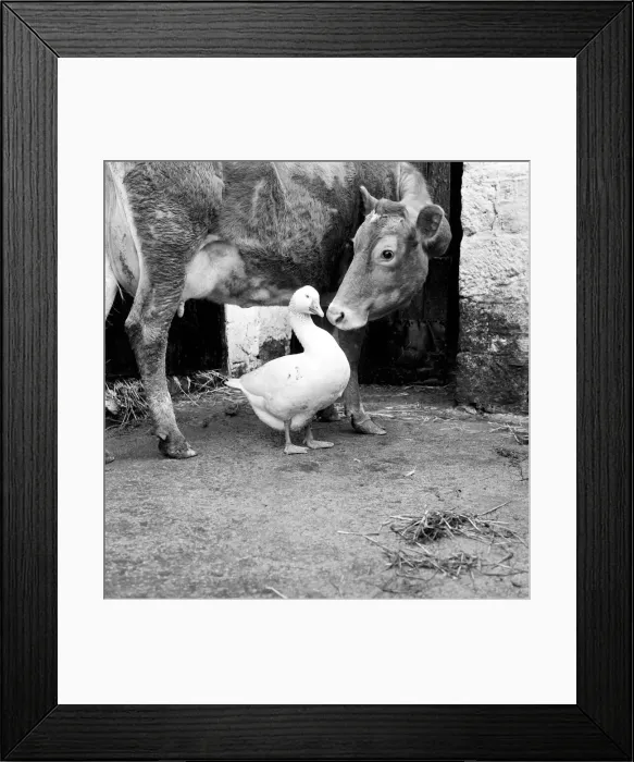 Framed Print : This gander fell in love with a cow, at Pleasant Streams, Sticker, Cornwall Framed Print : This gander fell in love with a cow, at Pleasant Streams, Sticker, Cornwall