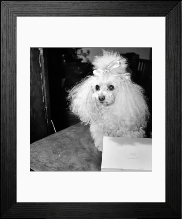 Framed Print : The new contraceptive pill - flavoured with yeast to make it easier for pets to take Framed Print : The new contraceptive pill - flavoured with yeast to make it easier for pets to take