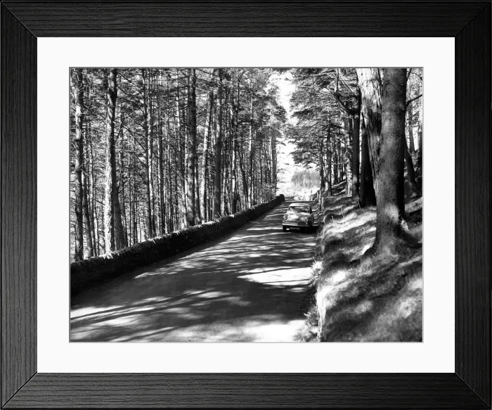 Framed Print : This fine avenue of trees lining the road between Stanhope Framed Print : This fine avenue of trees lining the road between Stanhope
