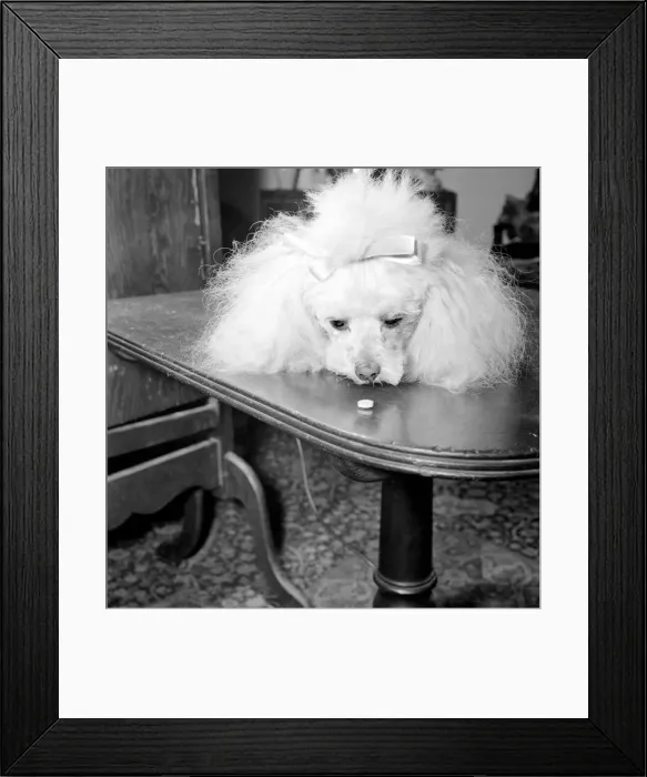 Framed Print : The new contraceptive pill - flavoured with yeast to make it easier for pets to take Framed Print : The new contraceptive pill - flavoured with yeast to make it easier for pets to take