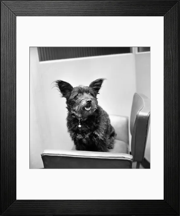 Framed Print : Tiger'the dog photographed in the Daily Mirror waiting room Framed Print : Tiger'the dog photographed in the Daily Mirror waiting room