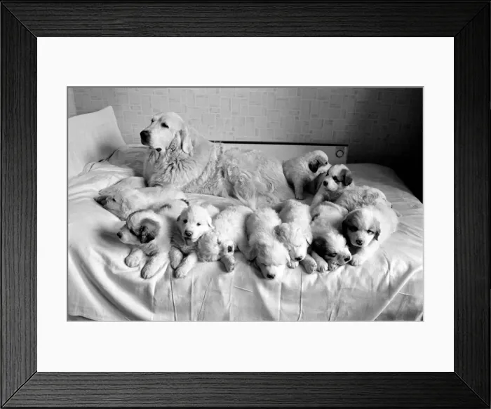 Framed Print : Lorne and her 11 puppies. 2 Framed Print : Lorne and her 11 puppies. 2