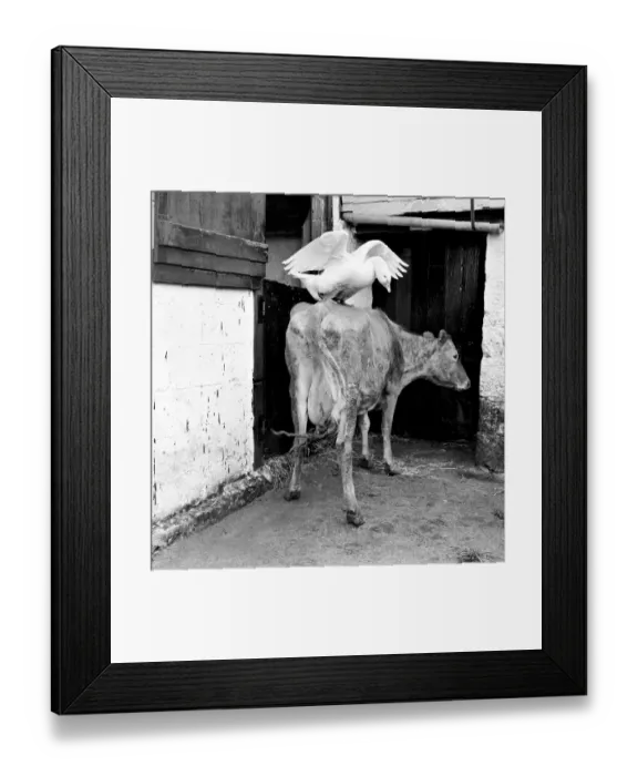 Framed Print : This gander fell in love with a cow, at Pleasant Streams, Sticker, Cornwall Framed Print : This gander fell in love with a cow, at Pleasant Streams, Sticker, Cornwall