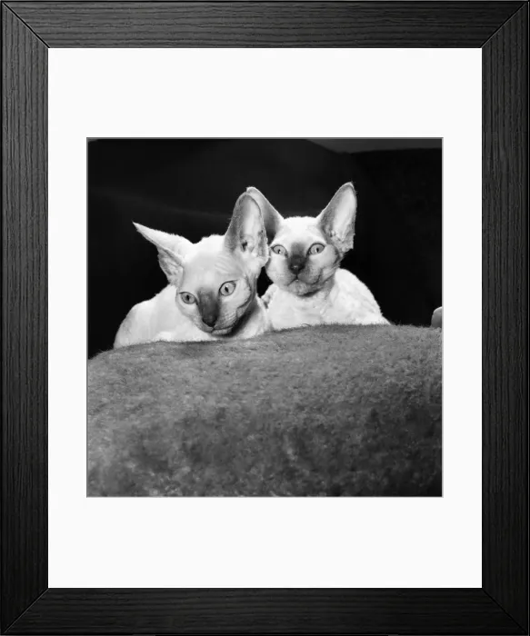 Framed Print : A new type of kitten has been born in Hoddesdon, Herts. The two ten week old Lilac Framed Print : A new type of kitten has been born in Hoddesdon, Herts. The two ten week old Lilac