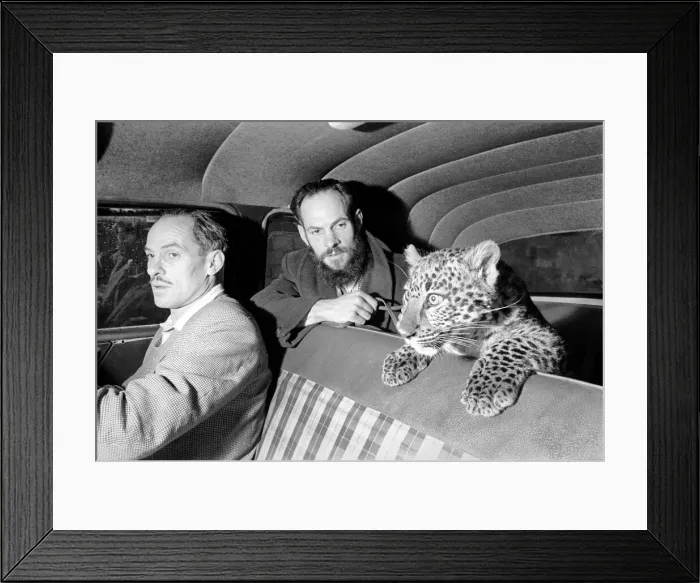 Framed Print : Backseat Driver: Leopard in the backseat makes the driver a little nervous at Remar Zoo