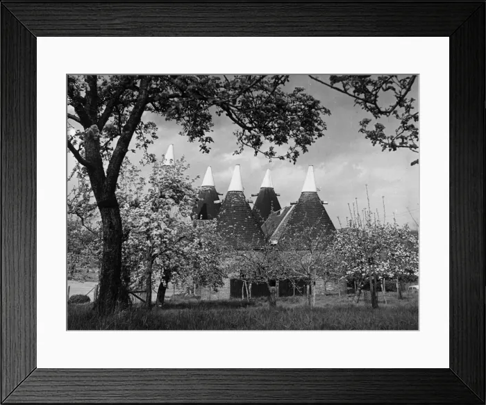 Framed Print : Blossoms on the trees surrounding the oast houses in Betsham near Dartford Framed Print : Blossoms on the trees surrounding the oast houses in Betsham near Dartford