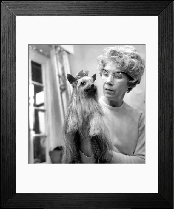 Framed Print : Animals: Dogs. Mrs. Olive Wood with her champion Yorkshire Terrier Tolcarne Brandy Soda
