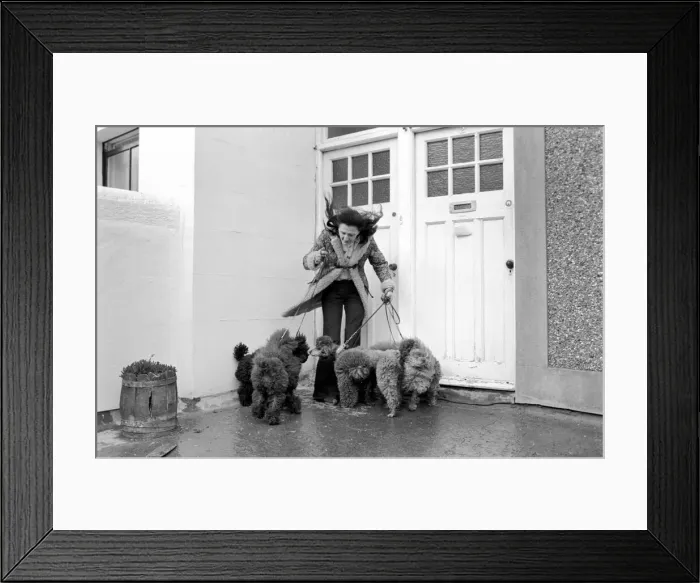 Framed Print : Dogs evicted. Mrs. Fay Hughes. January 1975 75-00437-006 Framed Print : Dogs evicted. Mrs. Fay Hughes. January 1975 75-00437-006