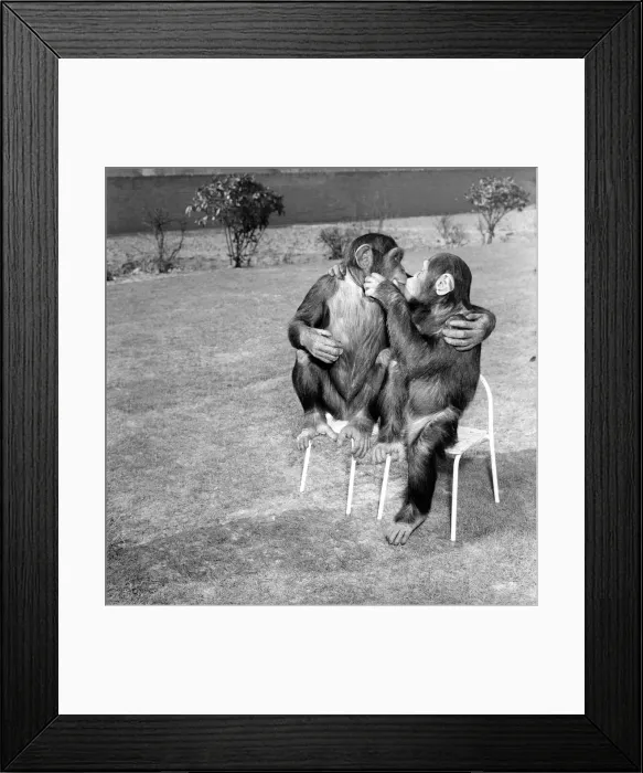 Framed Print : The Brooke Bond tea chimps Vicky (that is the big one) and Rosie play together